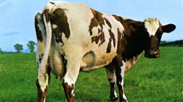 L'iconica mucca di Atom Heart Mother dei Pink Floyd