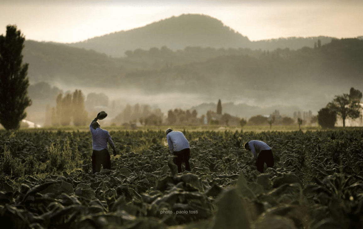 campo di coltivazione tabacco. Compagnia Toscana Sigari